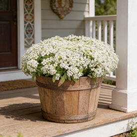 Wonderland White, Alyssum